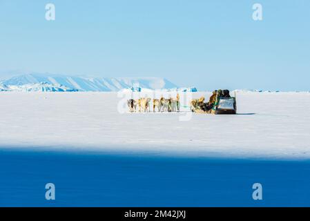 Musher und seine Hunde auf einem Touristenschlittenausflug Stockfoto