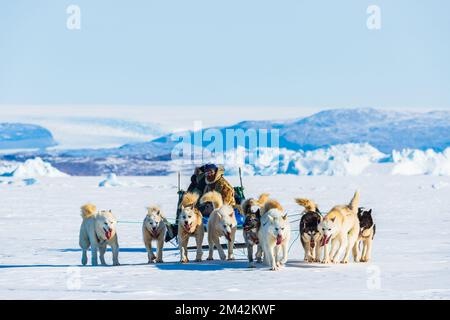 Hundeschlittenfahrt auf dem gefrorenen Meer vor der Bergkette. Stockfoto