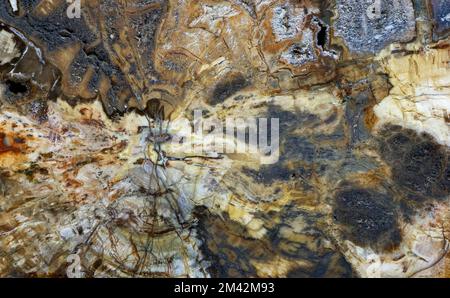 Hintergründe und Texturen: Versteinertes Holz, Oberfläche von wunderschönem dekorativem Stein, abstraktes Muster von Rissen, Flecken und Flecken, natürlicher Hintergrund Stockfoto