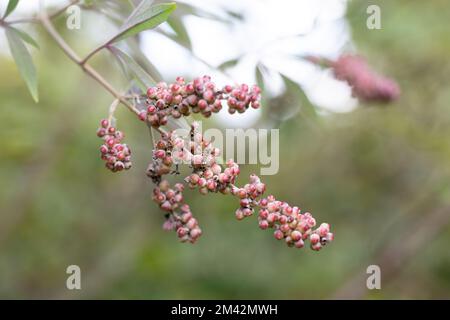 Ein Haufen Mönchspfeffer mit braunen, rot-schwarzen, kugelförmigen Früchten. Stockfoto