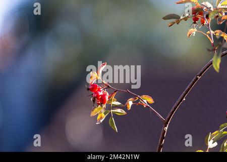 Viele Rosenhüften sitzen auf einem Zweig einer wilden Rose vor einem verschwommenen, fleckigen Hintergrund. Stockfoto