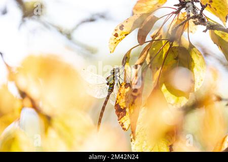 Die Sonne badet die verwelkten Blätter in einem goldenen Licht, das von einem blau-grünen Mosaik-Drücker erstrahlt Stockfoto