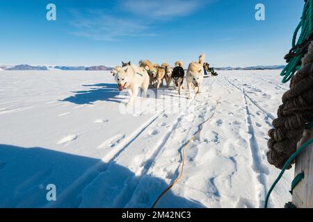 Hundeschlittenfahrt auf gefrorenem Meer Stockfoto