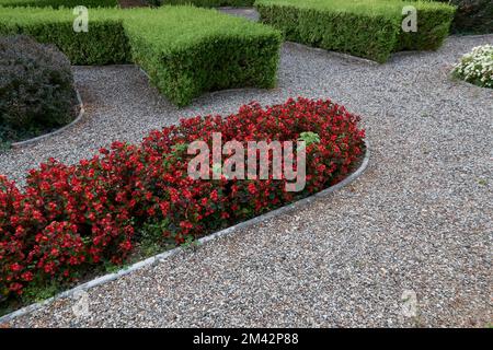 Die Beonia semperflorens-cultorum-Pflanze in Blüte Stockfoto