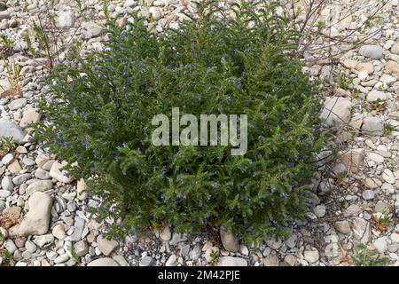 Echium vulgare Pflanze in Blüte Stockfoto