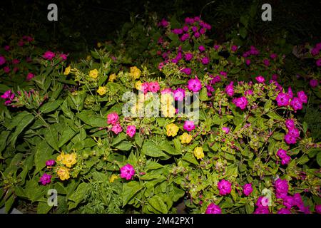 Mirabilis jalapa bunte Blumen Stockfoto