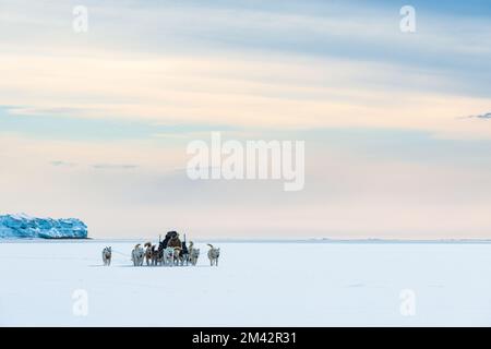 Hundeschlittenfahrt auf dem gefrorenen Meer vor der Bergkette. Stockfoto