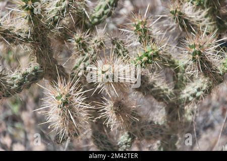 Der Dornstachel-Cholla-Kaktus, cylindropuntia ramosissima, wächst im Joshua Tree-Nationalpark im sonnigen kalifornien. Stockfoto