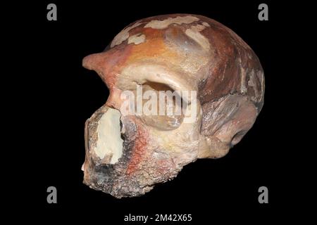 Homo neanderthalensis - Grotta Guattari, Monte Circeo, Italien Stockfoto