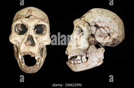 Homo erectus Schädel Dmanisi, Georgia Stockfoto