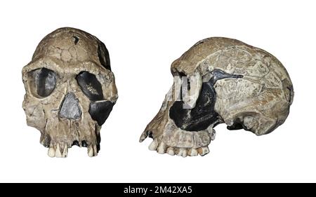 Homo Habilis Schädel KNM-ER 1813 Stockfoto