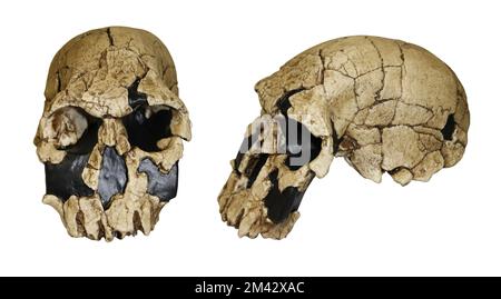 Homo rudolfensis Frontseitenvergleich Stockfoto