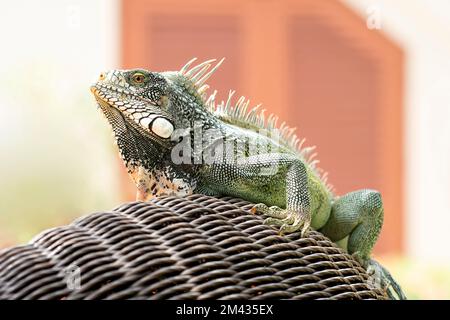 Iguana im Sunscape Resort, Willemstad, Curacao, Niederländische Antillen Stockfoto