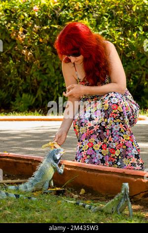 Frau füttert Iguana im Sunscape Resort, Willemstad, Curacao, Niederländische Antillen Stockfoto