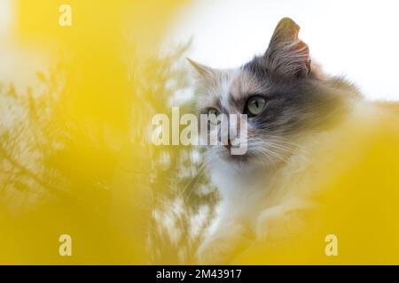 Graue weiße Katze Nahaufnahme. Eine schöne Katze schaut weg. Kreatives Porträt einer ernsthaften Straßenkatze. Süße, flauschige Pose für die Kamera an einem warmen Herbsttag Stockfoto