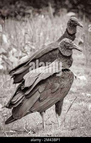 Paar tropische Schwarze Geier Coragyps atratus brasiliensis auf dem Mangrove und Pouso Beach Gras in der Natur von Ilha Grande Rio de Janeiro Braz Stockfoto