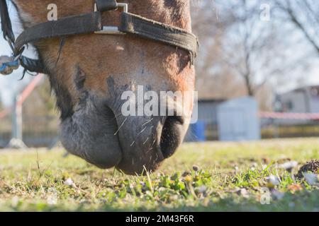 Nahaufnahme des Pferdemuschels. Das Pferd frisst Gras. Nasenlöcher. Zauber Stockfoto