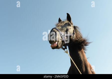 Das Pferd zeigt Zunge. Der Kopf eines Pferdes gegen den Himmel. Komisches Porträt. Stockfoto