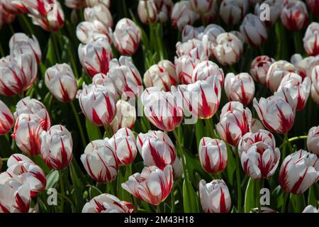 Beautiful many white and red patterned tulips,close up Stockfoto