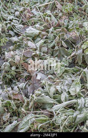 Nahaufnahme frostbelasteter Pflanzen im frühen Morgenlicht. Der Einsturz der gefrorenen Pflanzenblätter ist auf die Ausdehnung des Zellwassers und den anschließenden Einsturz der Wand zurückzuführen. Stockfoto