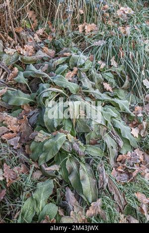 Nahaufnahme frostbelasteter Pflanzen im frühen Morgenlicht. Der Einsturz der gefrorenen Pflanzenblätter ist auf die Ausdehnung des Zellwassers und den anschließenden Einsturz der Wand zurückzuführen. Stockfoto