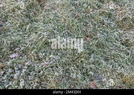 Nahaufnahme frostbelasteter Pflanzen im frühen Morgenlicht. Der Einsturz der gefrorenen Pflanzenblätter ist auf die Ausdehnung des Zellwassers und den anschließenden Einsturz der Wand zurückzuführen. Stockfoto
