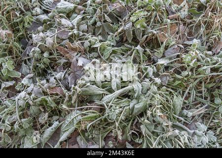 Nahaufnahme frostbelasteter Pflanzen im frühen Morgenlicht. Der Einsturz der gefrorenen Pflanzenblätter ist auf die Ausdehnung des Zellwassers und den anschließenden Einsturz der Wand zurückzuführen. Stockfoto