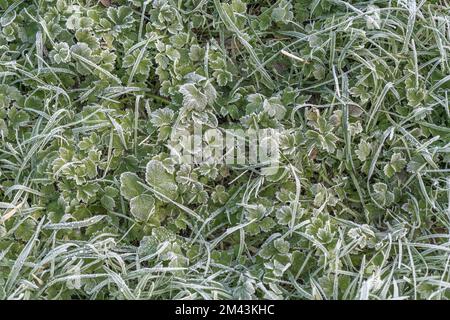 Nahaufnahme frostbelasteter Pflanzen im frühen Morgenlicht. Der Einsturz der gefrorenen Pflanzenblätter ist auf die Ausdehnung des Zellwassers und den anschließenden Einsturz der Wand zurückzuführen. Stockfoto