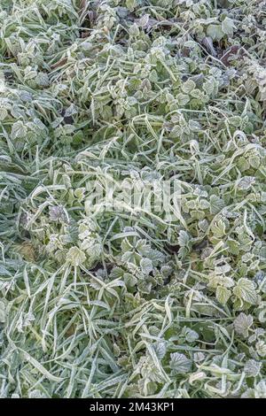 Nahaufnahme frostbelasteter Pflanzen im frühen Morgenlicht. Der Einsturz der gefrorenen Pflanzenblätter ist auf die Ausdehnung des Zellwassers und den anschließenden Einsturz der Wand zurückzuführen. Stockfoto