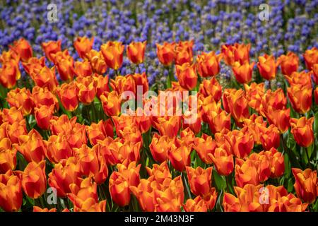 Orangefarbene Tulpen im Garten, Frühlingssaison Stockfoto