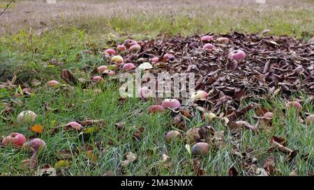 Heruntergefallene rosa reife Äpfel in einem Obstgarten auf dem Gras unter einem Baum mit trockener Laub, Herbst in einem Garten mit Früchten auf dem Boden Stockfoto