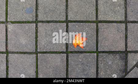 Ein einsames, leuchtend orangefarbenes Ahornblatt auf einem strukturierten, grauen Bürgersteig als grafischer Hintergrund mit leerem Raum im Herbst Stockfoto