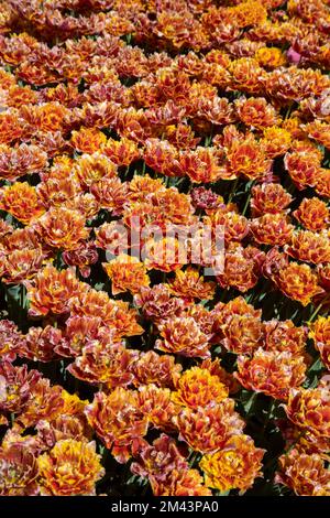 Nahaufnahme von vielen orangefarbenen Tulpen Stockfoto