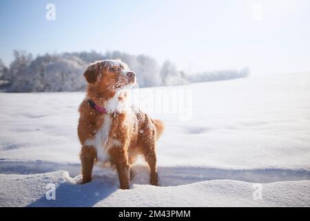 Glücklicher Hund beim Spaziergang im tiefen Schnee. Neuschottische Ente in Winterlandschaft. Stockfoto