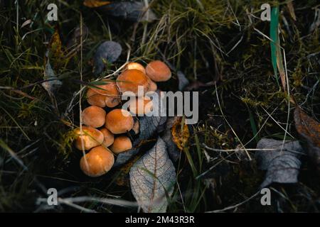 Hypholoma capnoides oder Koniferenblume Tuft-Orangenpilze sammeln sich im Gras. Stockfoto