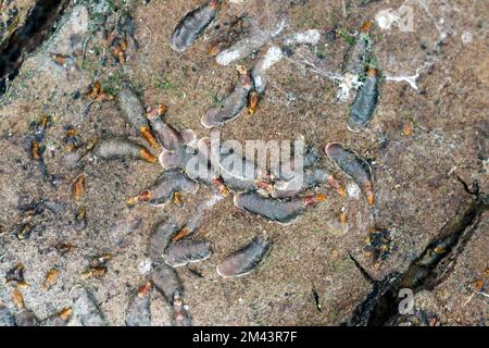 Adulte weibliche Apfelmuschel- oder Austernschalen-Skala (Lepidosaphes ulmi) auf der Oberfläche einer Apfelrinde. Stockfoto