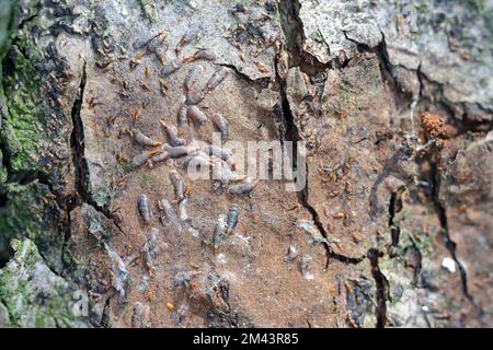 Adulte weibliche Apfelmuschel- oder Austernschalen-Skala (Lepidosaphes ulmi) auf der Oberfläche einer Apfelrinde. Stockfoto