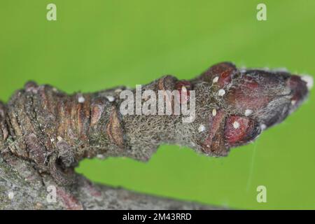 Adulte weibliche Apfelmuschel- oder Austernschalen-Skala (Lepidosaphes ulmi) auf der Oberfläche einer Apfelrinde. Stockfoto