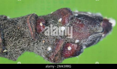 Adulte weibliche Apfelmuschel- oder Austernschalen-Skala (Lepidosaphes ulmi) auf der Oberfläche einer Apfelrinde. Stockfoto