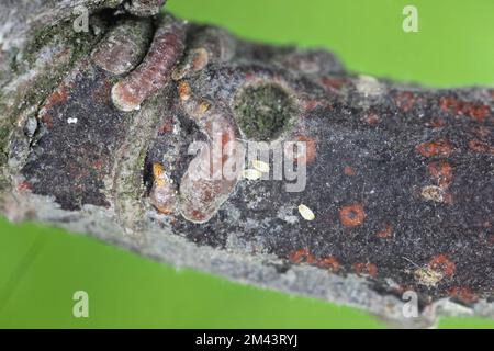 Adulte weibliche Apfelmuschel- oder Austernschalen-Skala (Lepidosaphes ulmi) auf der Oberfläche einer Apfelrinde. Stockfoto