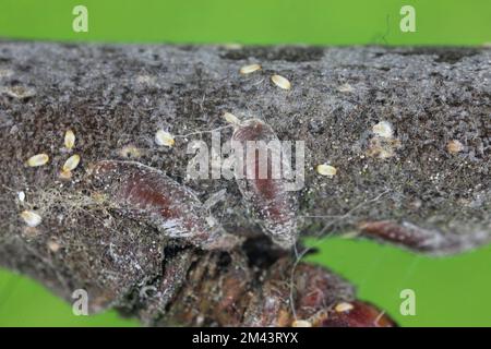 Adulte weibliche Apfelmuschel- oder Austernschalen-Skala (Lepidosaphes ulmi) auf der Oberfläche einer Apfelrinde. Stockfoto