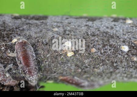 Adulte weibliche Apfelmuschel- oder Austernschalen-Skala (Lepidosaphes ulmi) auf der Oberfläche einer Apfelrinde. Stockfoto
