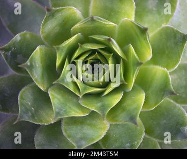 Tidewater-grüner Hintergrund. Tapete mit Kaktusmuster. Saftige Pflanzenmuster. Nahaufnahme eines türkisfarbenen Kaktus. Teal Cactus pflanzenblätter. Stockfoto