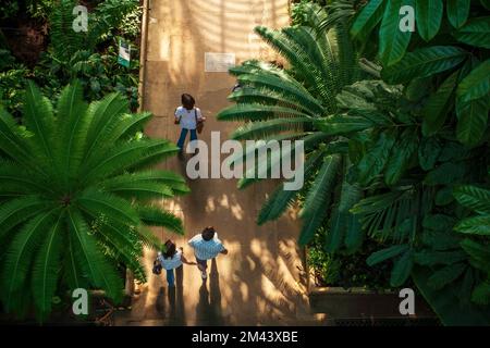 Nach London. Vereinigtes Königreich. Palmengarten in einem Gewächshaus in den Kew Royal Botanic Gardens Stockfoto