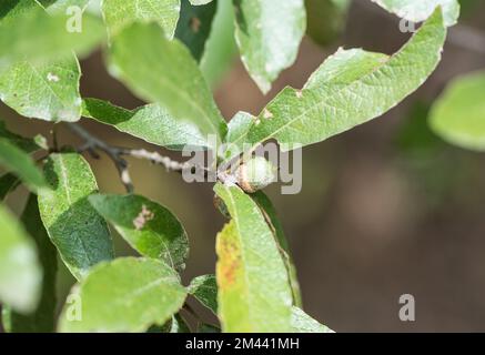 Kleine haarige Eicheln aus einer mexikanischen Eiche (Quecus sp.) Im Hochland um Oaxaca Stockfoto