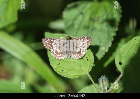 Tropischer karierter Skipper (Pyrgus Oileus), hoch oben auf einem Blatt in Mexiko Stockfoto