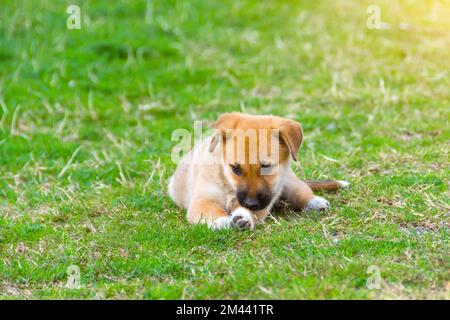 Der süße Hündchen einer gemischten Rasse liegt im Sommergras Stockfoto