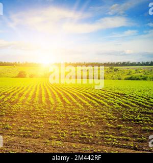 Junge Triebe von Sonnenblumen auf dem Farmfeld und Sonnenaufgang am blauen Himmel. Stockfoto
