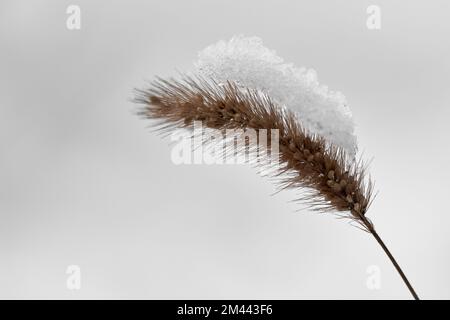 Schnee auf dem Weizenohr Stockfoto