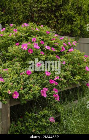 Strandrosen wachsen an der Esserküste, besonders in New England. Sein Name ist Rosa Rugosa und sie sind dunkelrosa und weiß mit großem grünen Licht Stockfoto